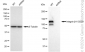 KD-Validated Anti-Integrin β1/CD29 Rabbit Monoclonal Antibody